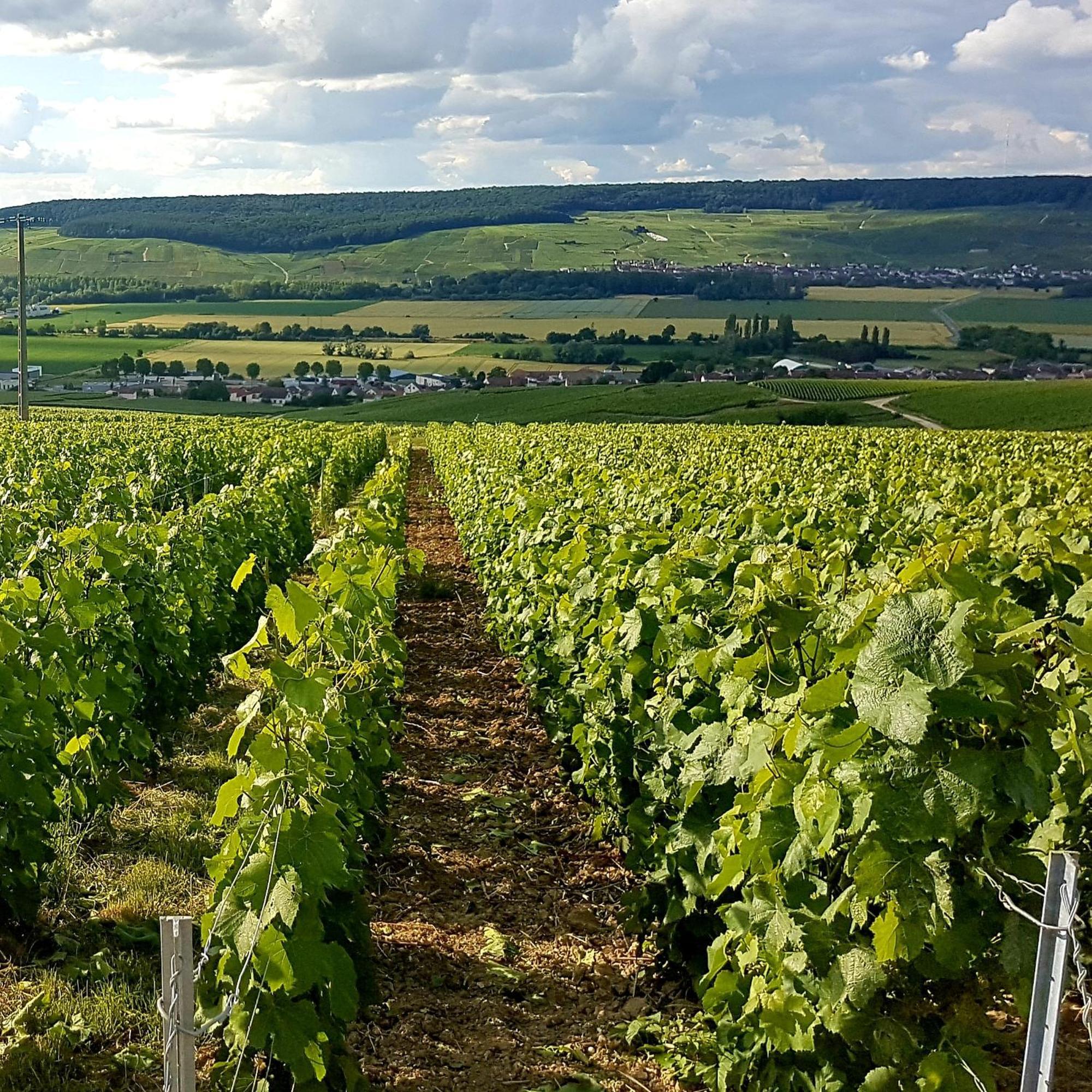 Le Cocon Appartement Proche Epernay Et Maisons De Champagne Ay-Champagne Rom bilde
